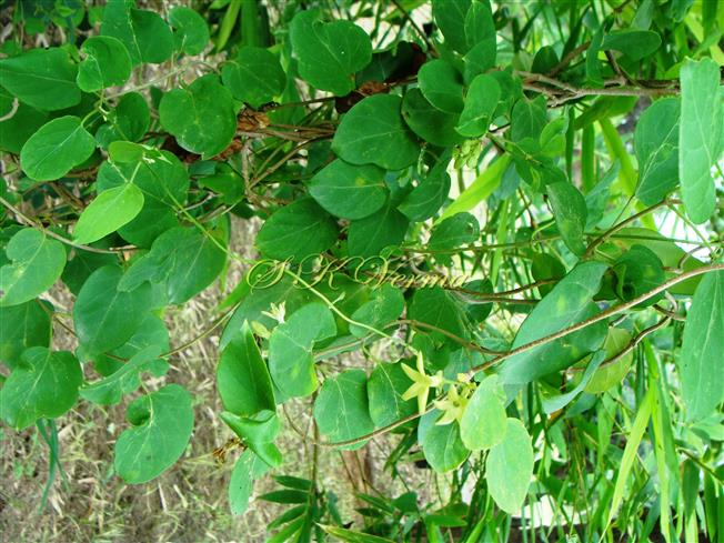  Plant